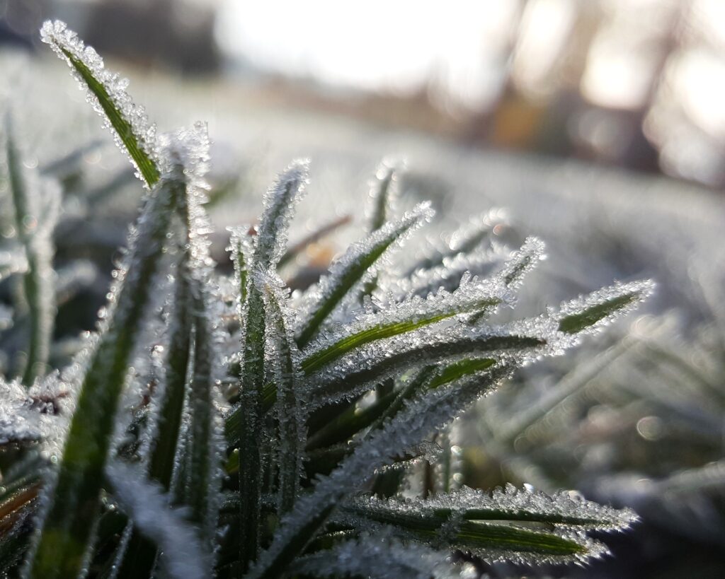 bevroren gras in de winter