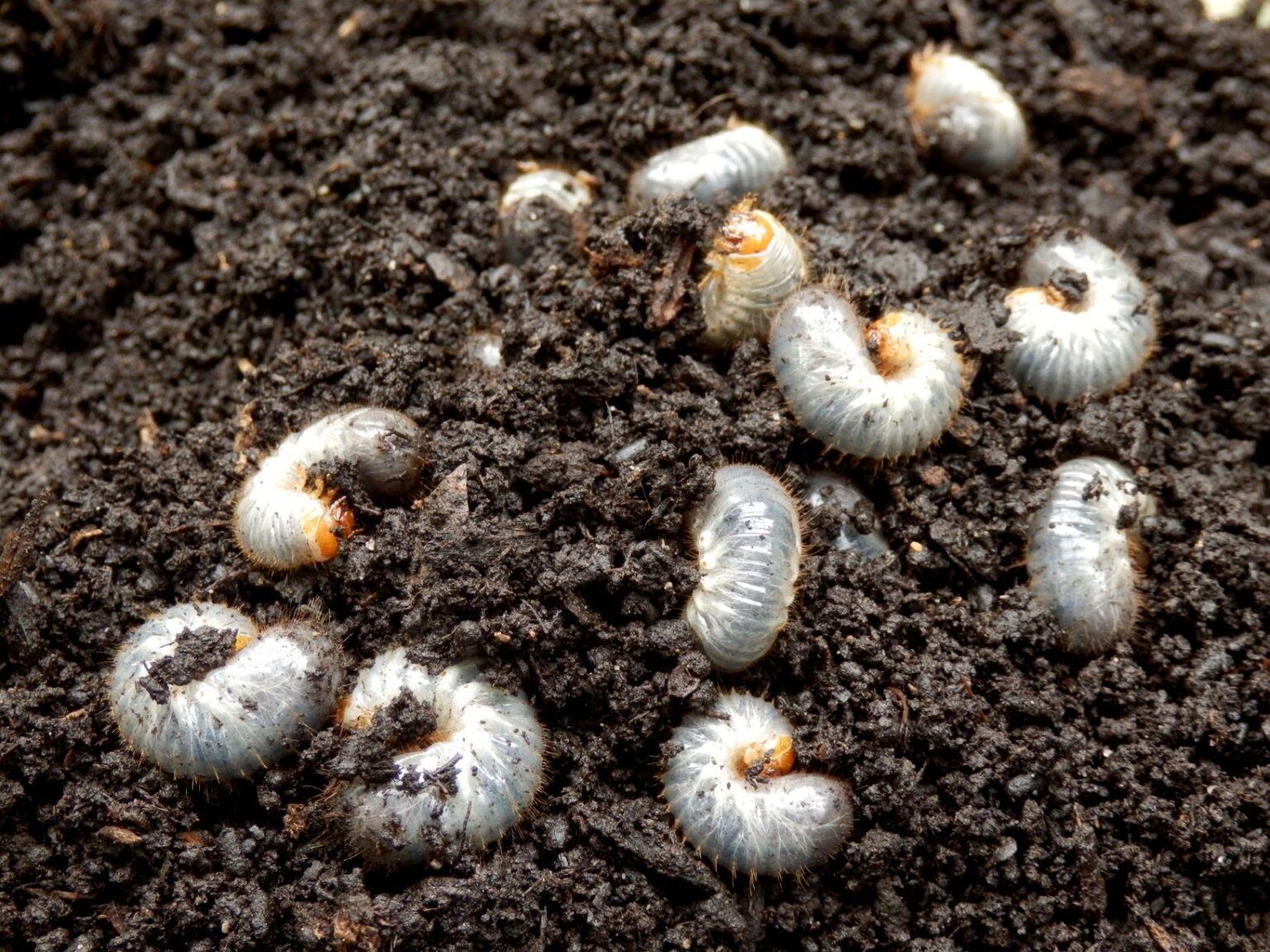 Engerling Engerling bestrijden in het gazon. Alle info en tips - TuinierTips